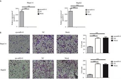 A Schistosoma japonicum MicroRNA Exerts Antitumor Effects Through Inhibition of Both Cell Migration and Angiogenesis by Targeting PGAM1